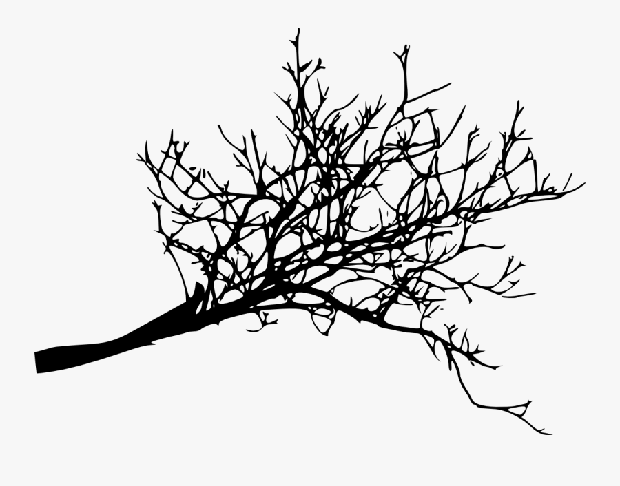 Branch Tree Twig Woody Plant - Dead Tree Branches Png, Transparent Clipart