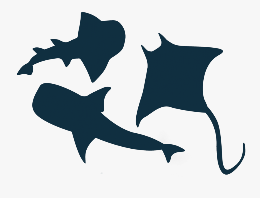 Great White Shark Vector Graphics Illustration Clip - Shark, Transparent Clipart