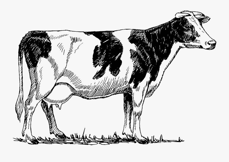 Livestock,ox,monochrome Photography - Red Cow Drawing, Transparent Clipart