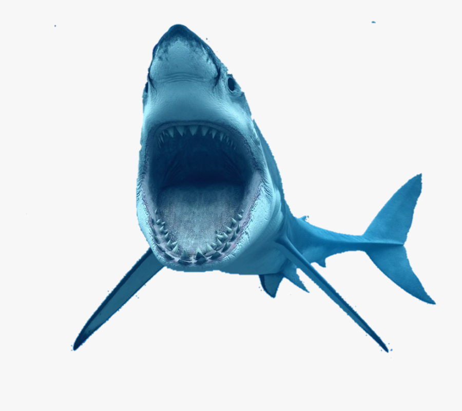 Great White Shark Transparent Background Clipart , - Transparent Great White Shark, Transparent Clipart