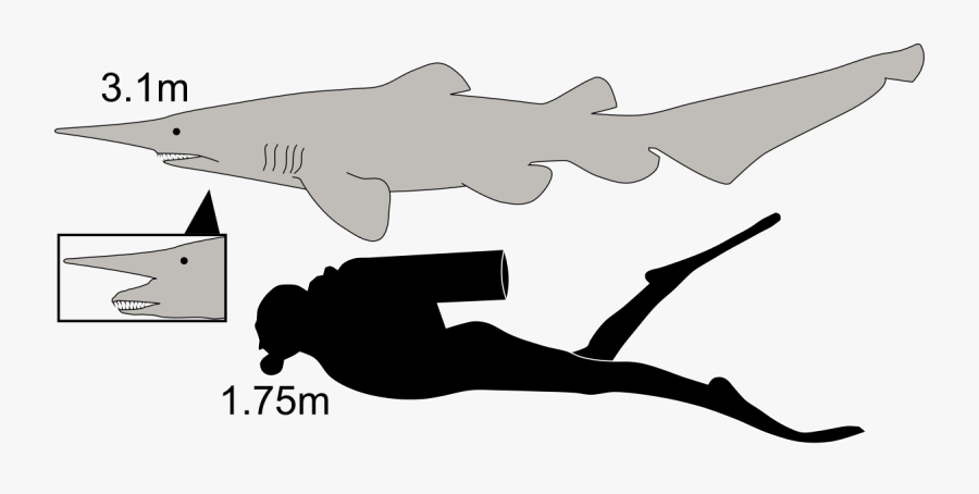 Goblin Shark Compared To Human, Transparent Clipart