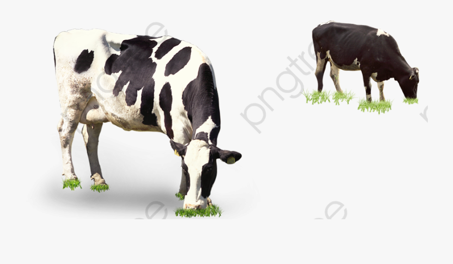 In Kind Png Transparent - Grazing Cow Png, Transparent Clipart