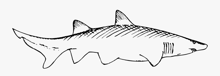 Transparent Shark Fin Clipart Black And White - Remora On Sharks Drawing, Transparent Clipart