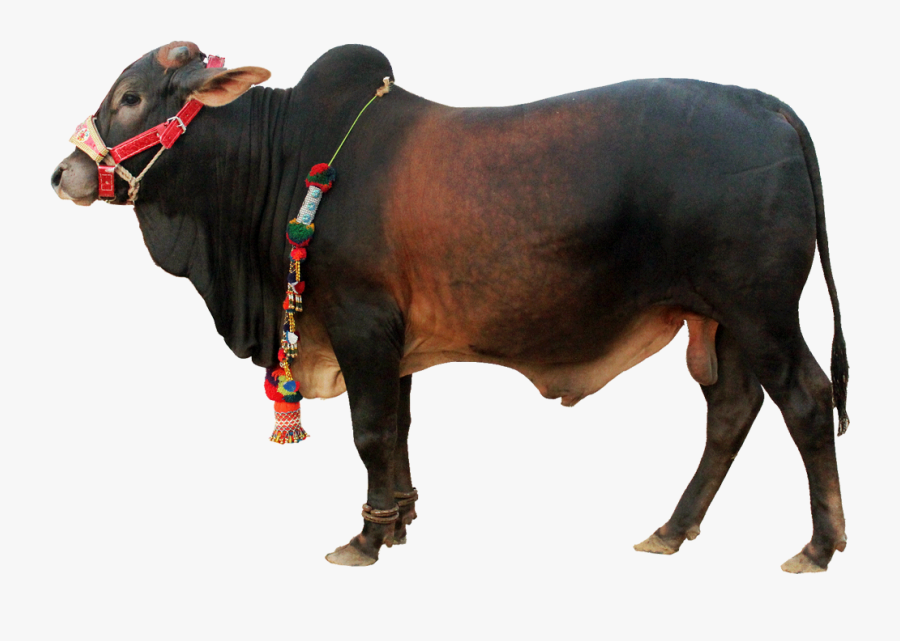 Qurbani Cow Png, Transparent Clipart