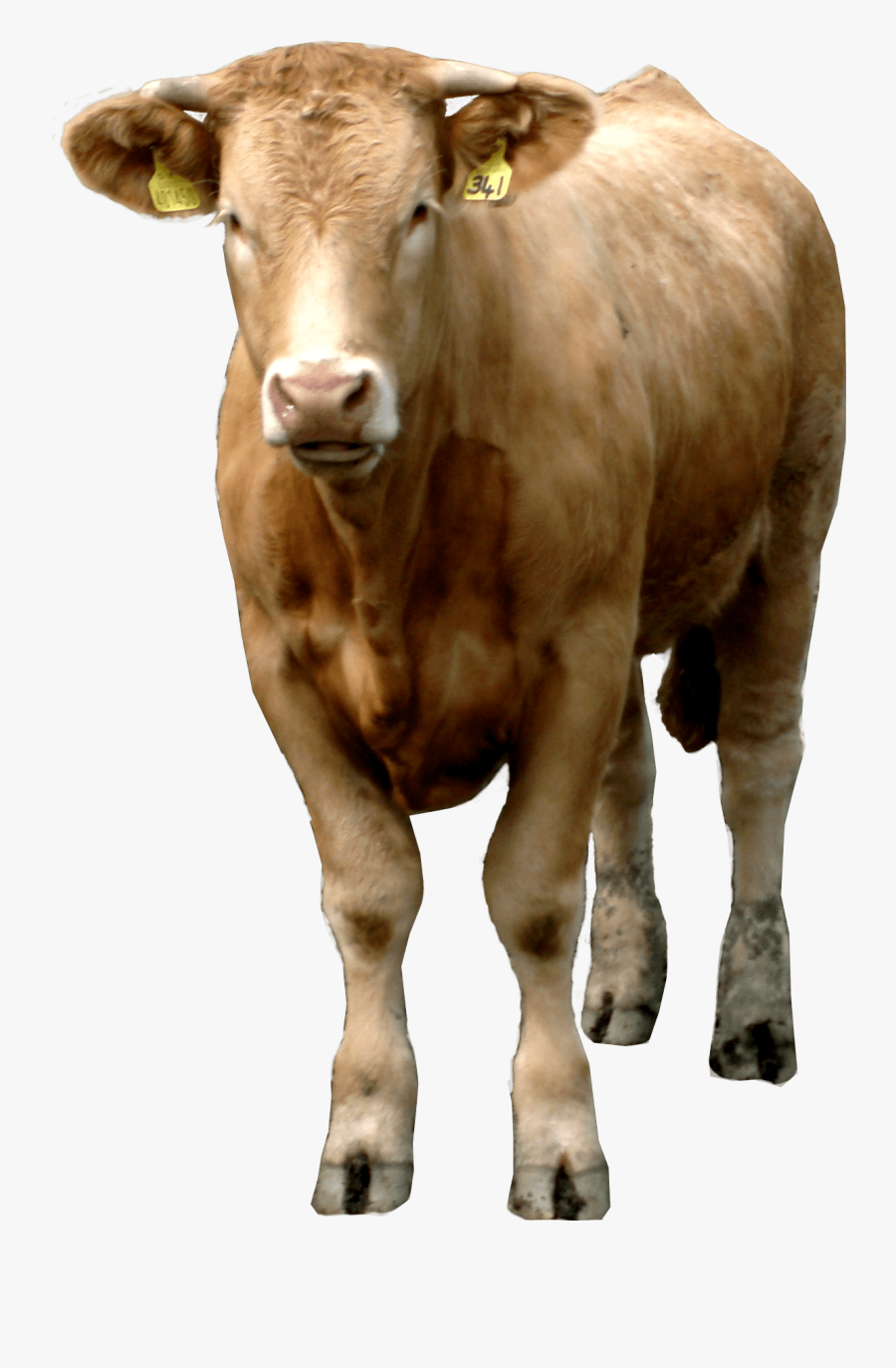 Cow Png, Transparent Clipart