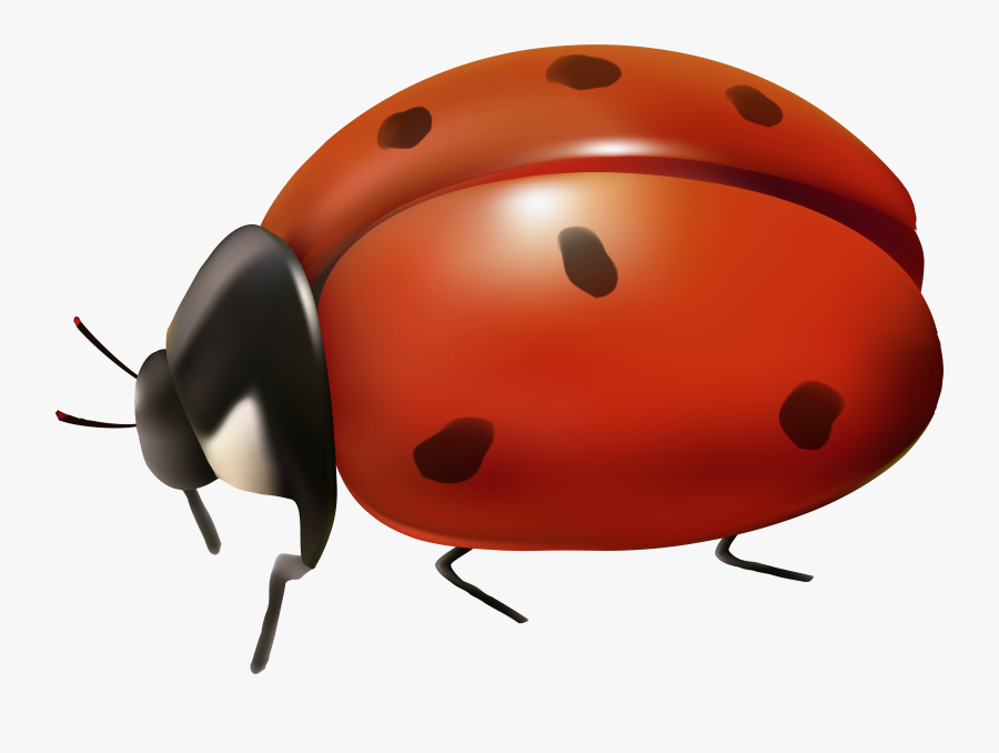 Clip Art Background Ladybug - Transparent Background Ladybug Transparent, Transparent Clipart