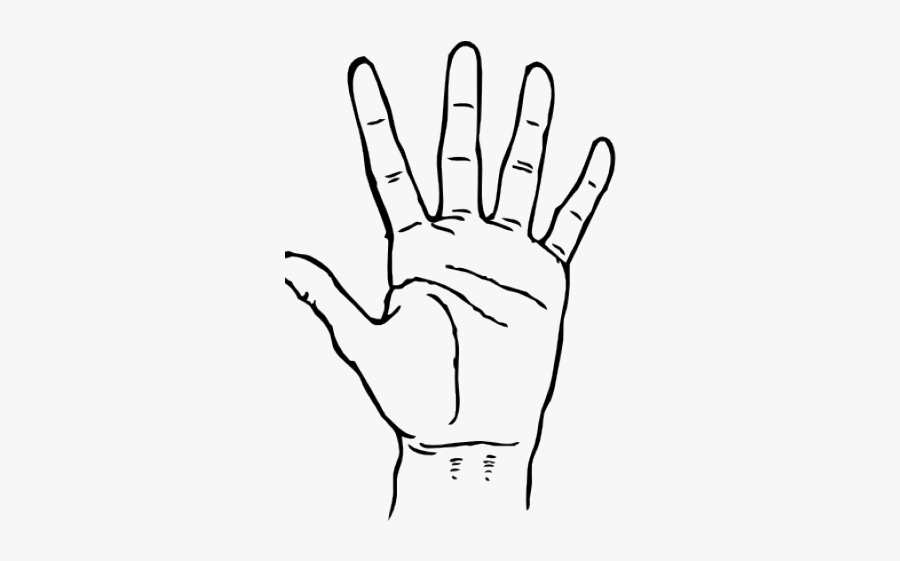 Fingers Clipart Touch - Hand With Fingers Labeled, Transparent Clipart
