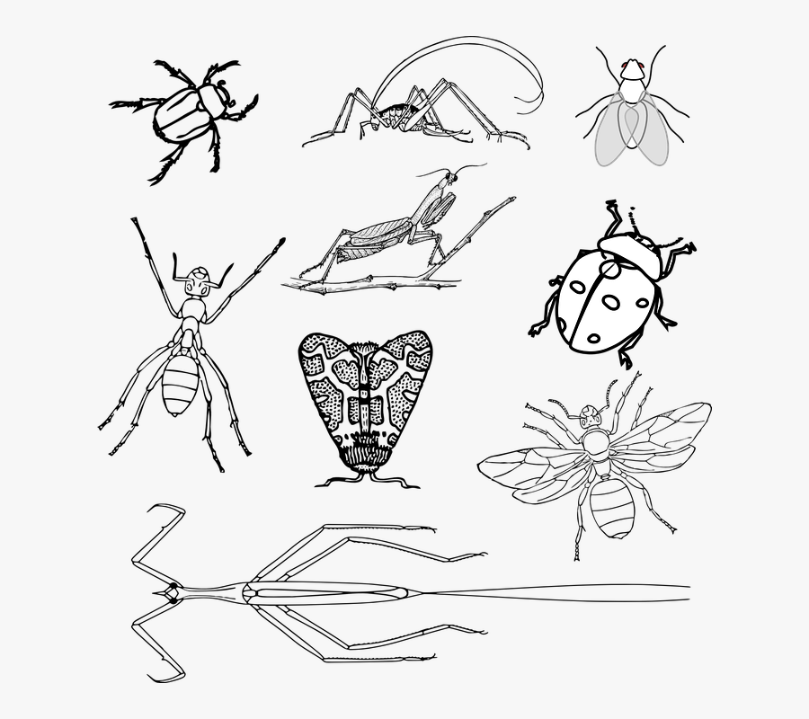 Transparent Bee Clipart Black And White - Insects Black And White Clipart Png, Transparent Clipart