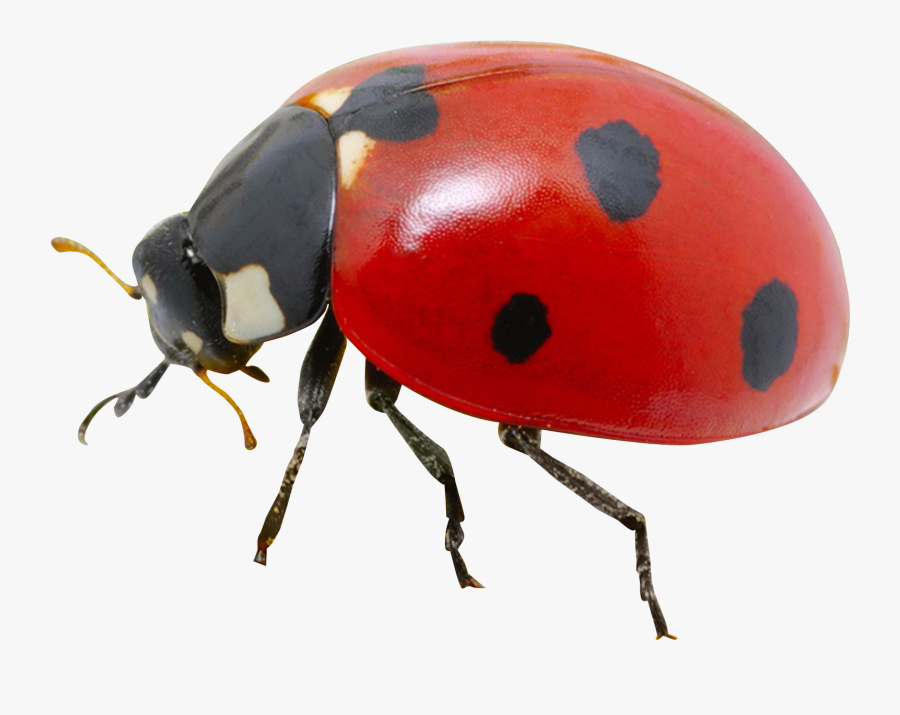 Clip Art Royalty Free Stock Png Image Purepng Free - Transparent Ladybug Png, Transparent Clipart