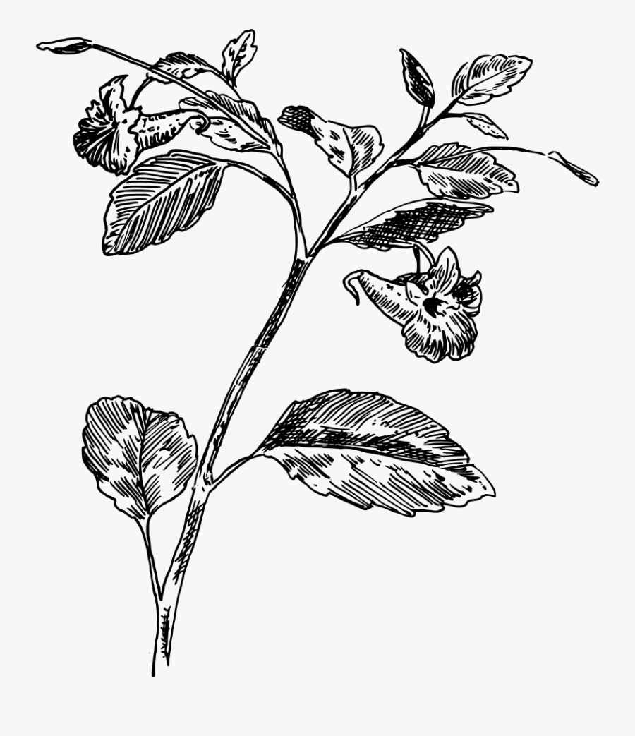 Touch Me Not - Botanical Drawing Herb Png, Transparent Clipart