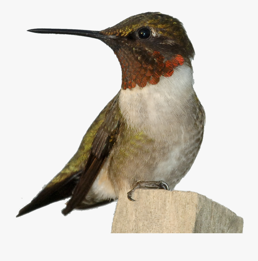 Clip Art Carpenter Bird, Transparent Clipart