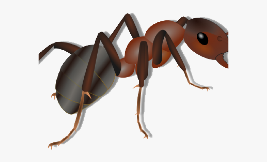 Ant Clipart Png, Transparent Clipart