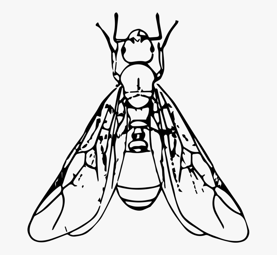 Line Art,organ,monochrome Photography - Ants With Wings Clipart, Transparent Clipart