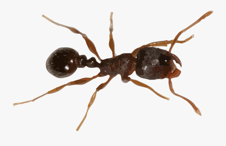 Transparent Ant Trail Clipart - Carpenter Ant, Transparent Clipart