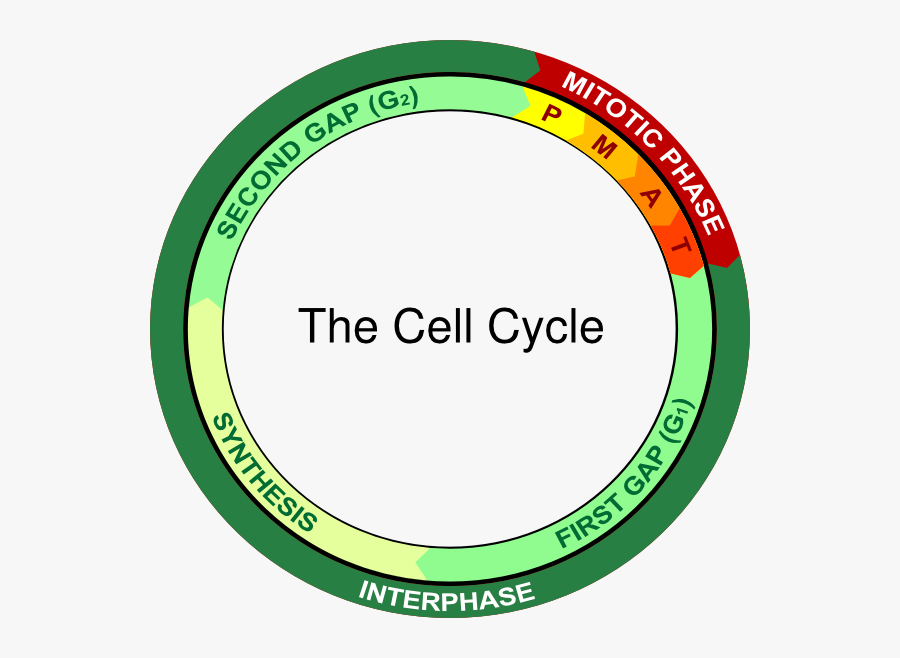 Prophase Of Mitosis, Transparent Clipart