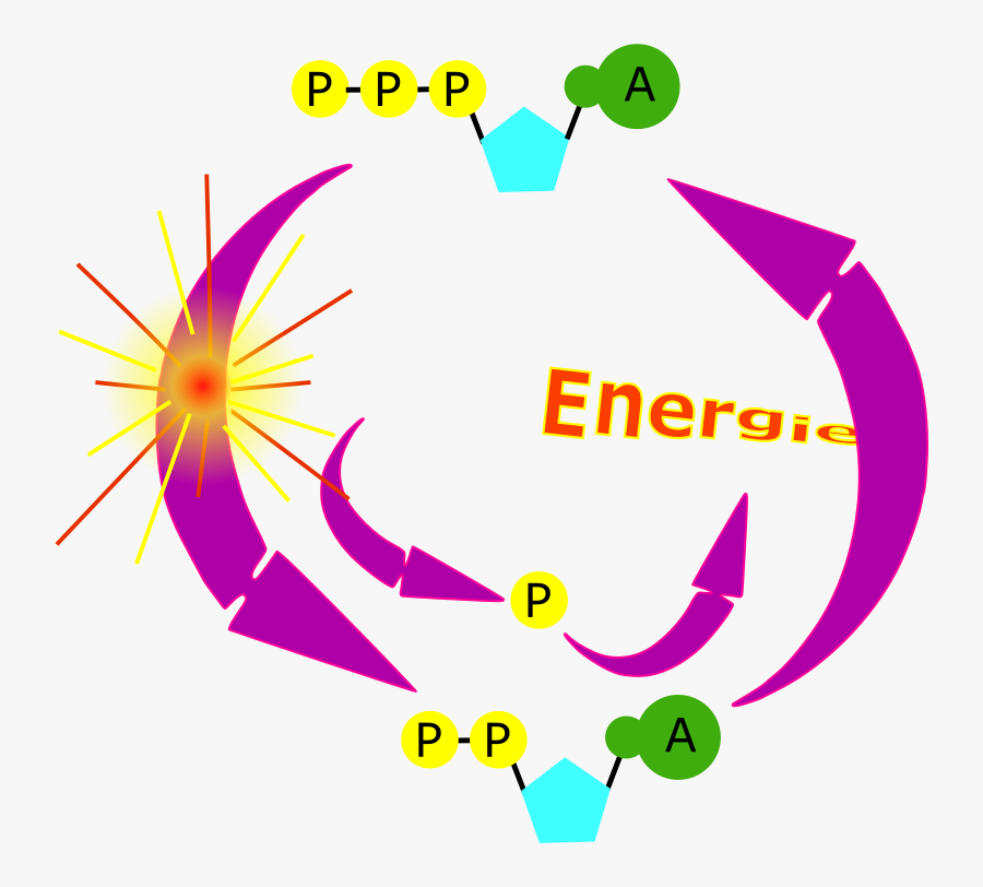 Cycle Atp - Atp Clipart, Transparent Clipart