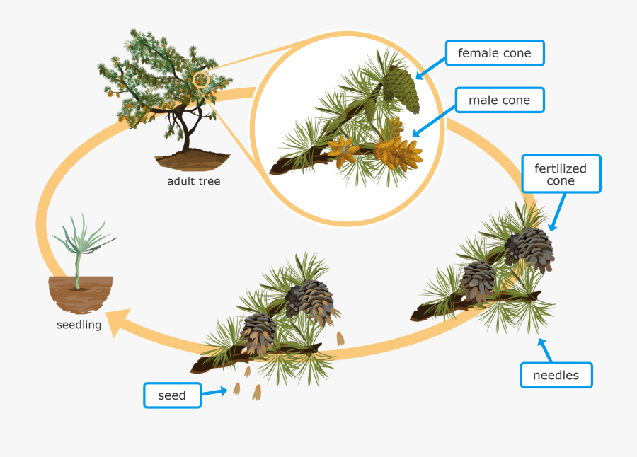Life Cycle Of A Conifer Plant , Transparent Cartoons, Transparent Clipart