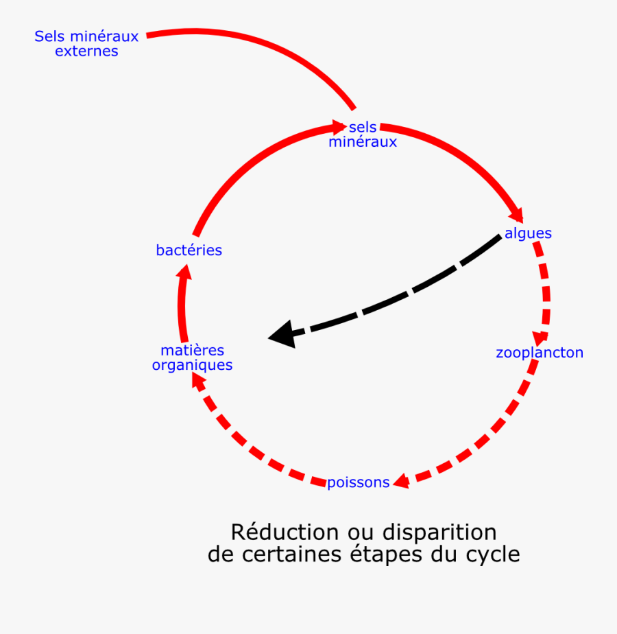 Eutrophisation Cycle - Zte Blade Vantage Sim Card, Transparent Clipart