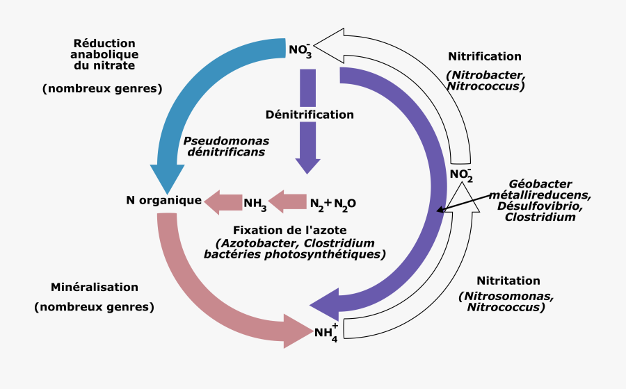 Cycle De L& - Bactéries Cycle De L Azote, Transparent Clipart
