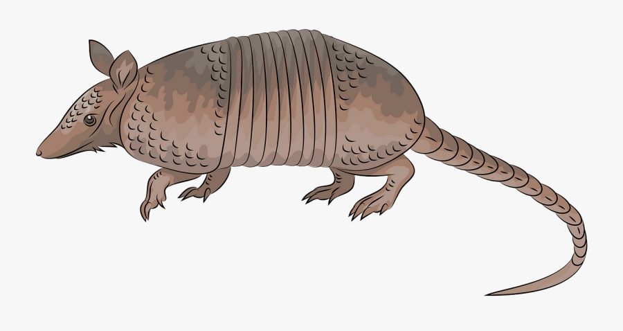 Decoys Greylag Goose, Transparent Clipart