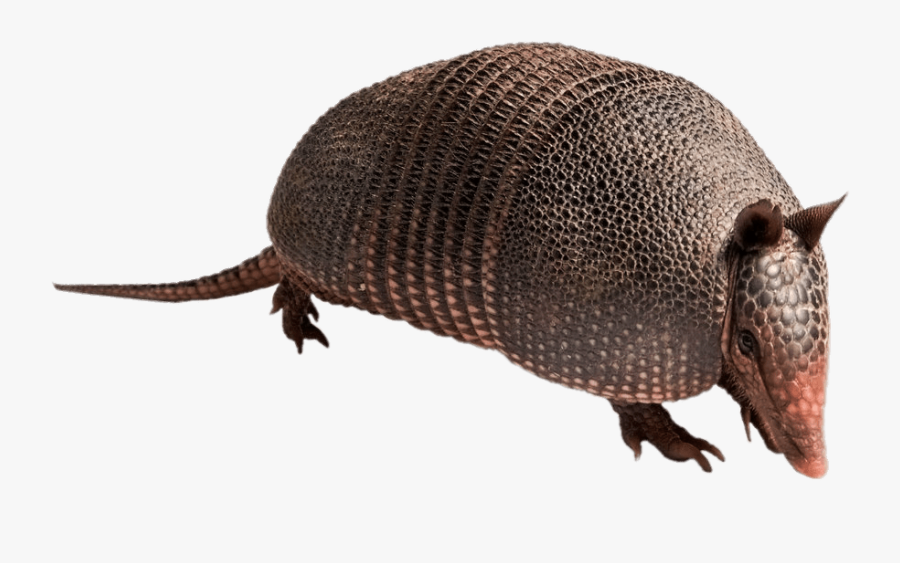 Armadillo - Armadillo Transparent, Transparent Clipart