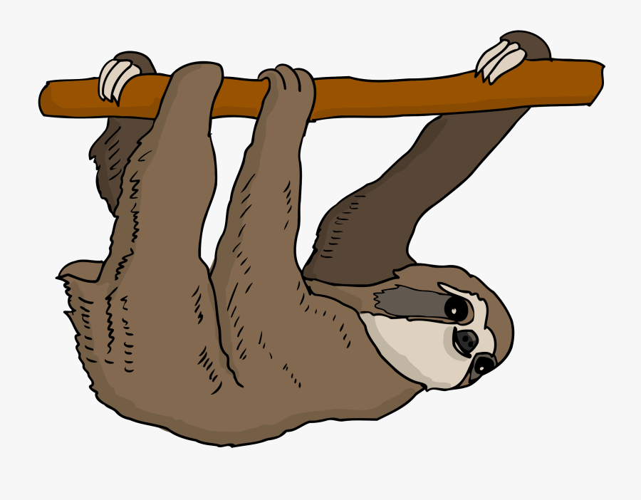 Sloth Hanging From Tree Drawing , Free Transparent Clipart ClipartKey