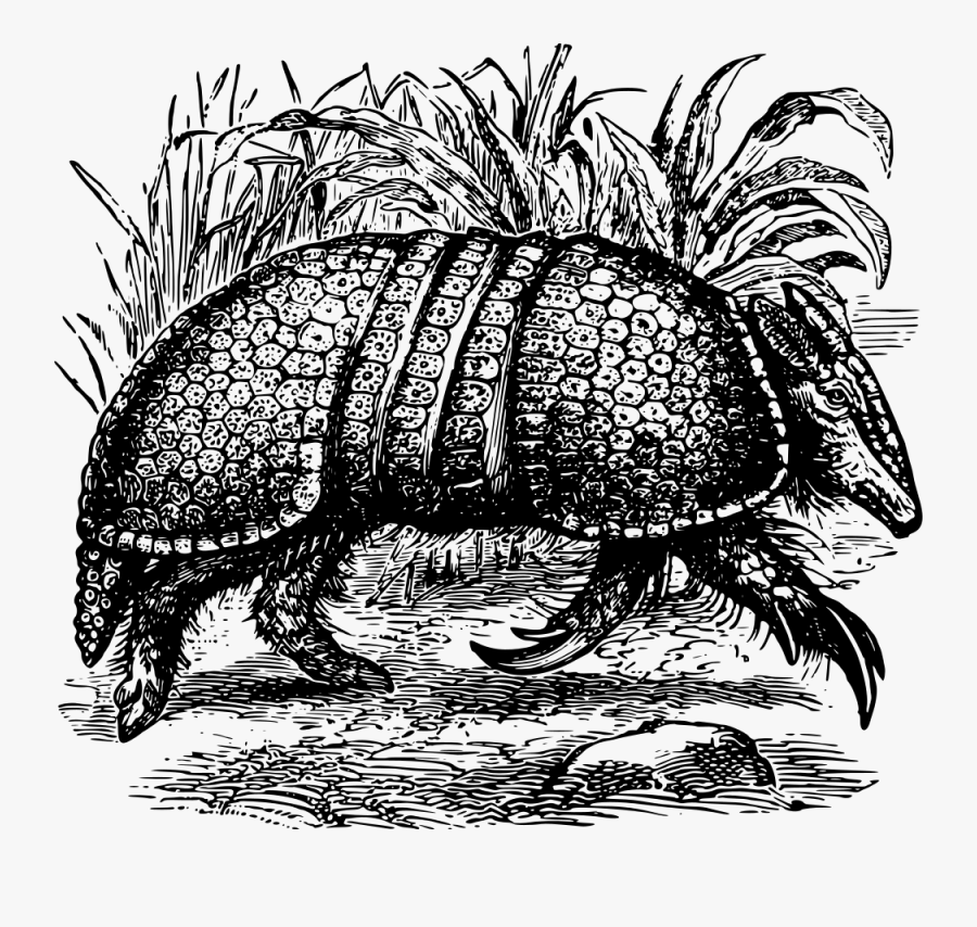 Transparent Texas Clipart Black And White - Cartoon Giant Armadillo, Transparent Clipart