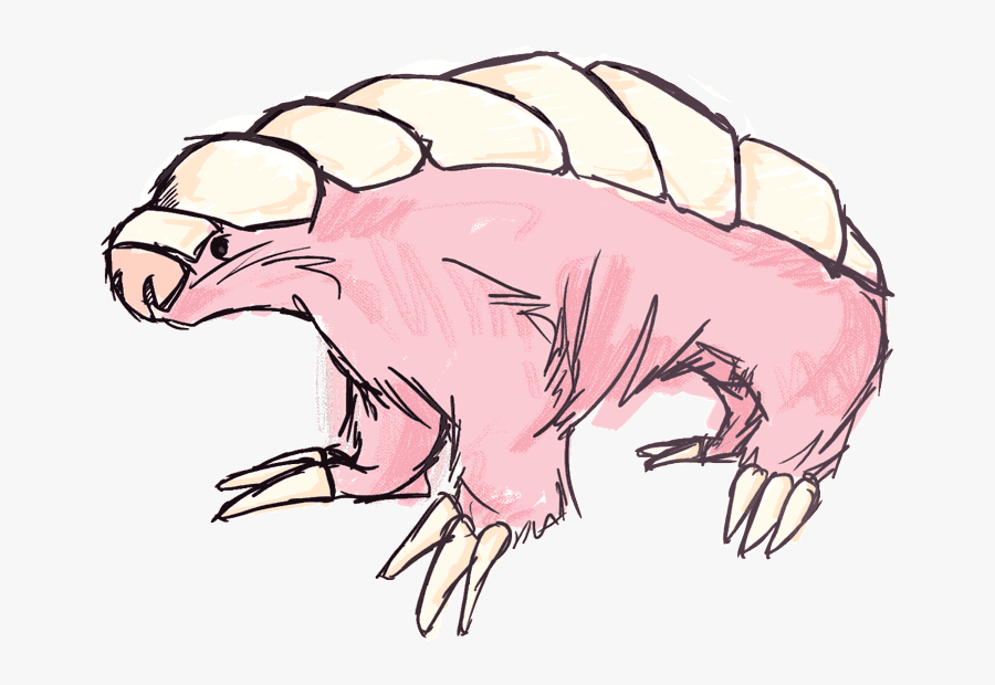 Pink Fairy Armadillo Sketches, Transparent Clipart