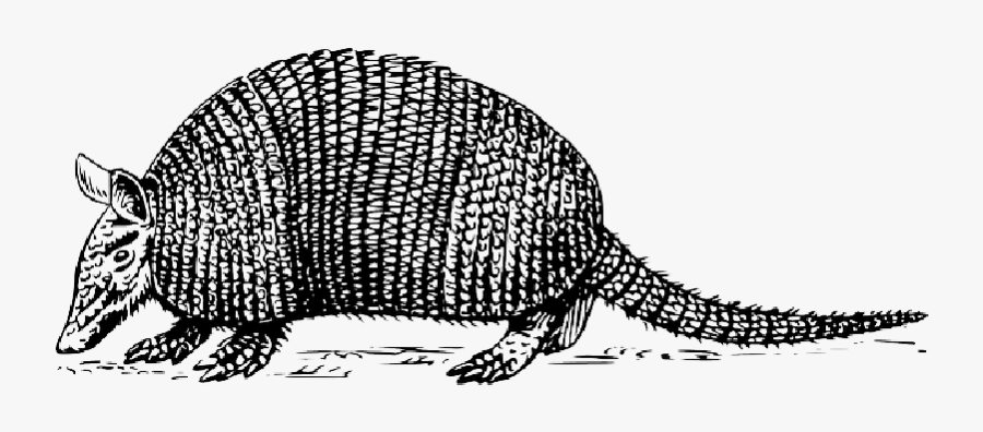 Picture Royalty Free Armadillo Clipart Drawn - Black And White Armadillo, Transparent Clipart