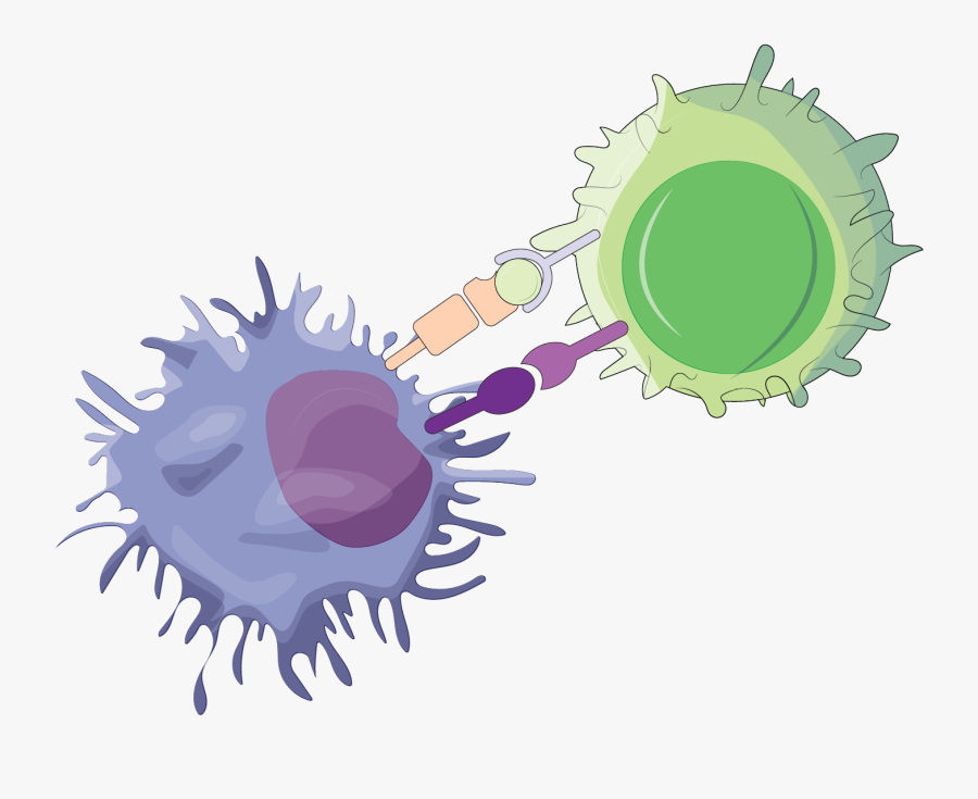Basic Science Highlights Easl The International Congress - Illustration, Transparent Clipart