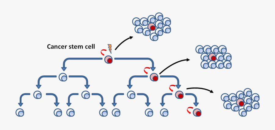 Transparent Cancer Cell Png - Single Cell Theory Of Cancer, Transparent Clipart