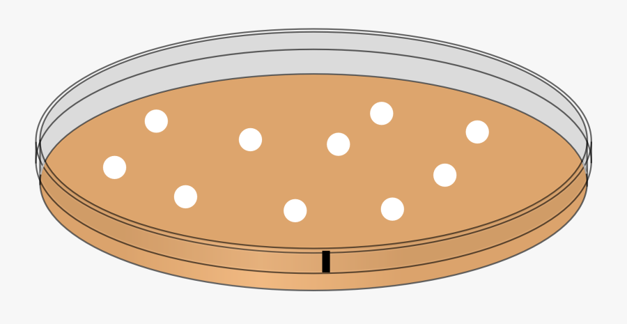 Petri Dish, Bacteria, Laboratory, Culture Cells, Germs - Petri Dish