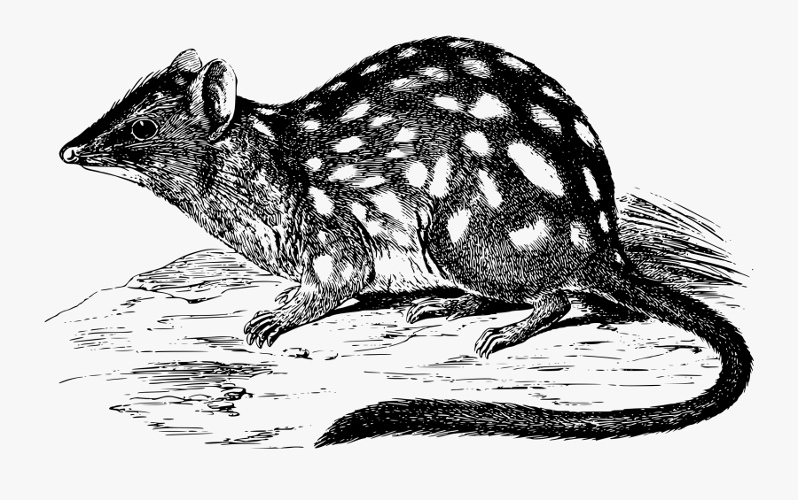 Toad Clipart Black And White - Drawing Northern Quoll, Transparent Clipart