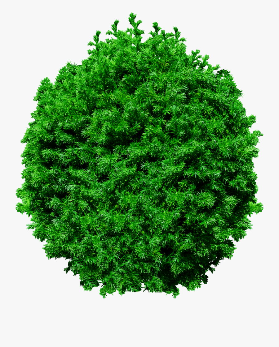 Pin By Charudeal On - Trees Top View Png, Transparent Clipart