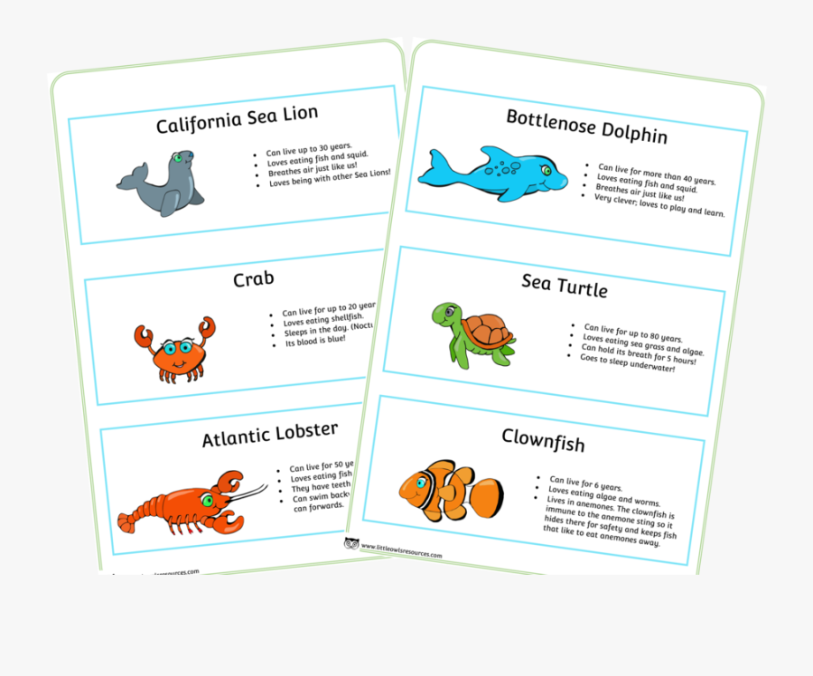 Sea Animal Fact Cards - Animal Fact Cards Printable, Transparent Clipart