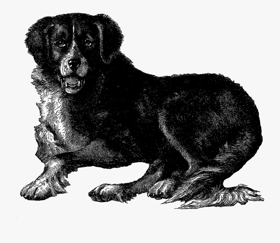 Newfoundland Dog Vintage Digital Clip Art Breed - Newfoundland Dog, Transparent Clipart