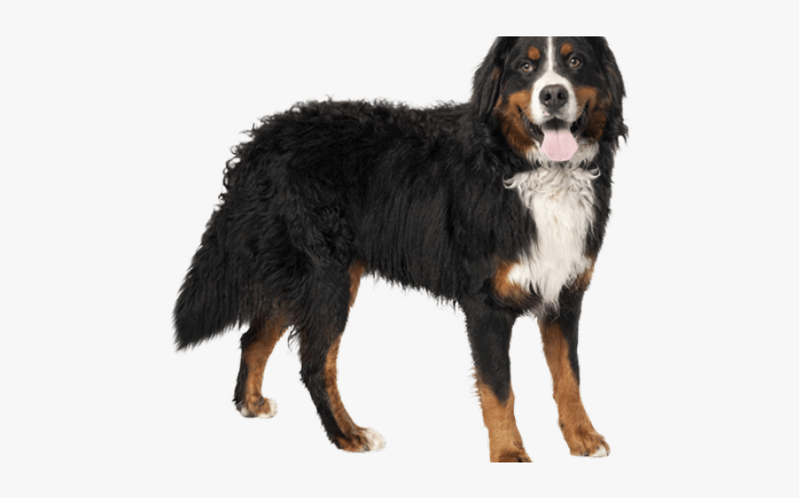 Bernese Mountain Dog, Transparent Clipart