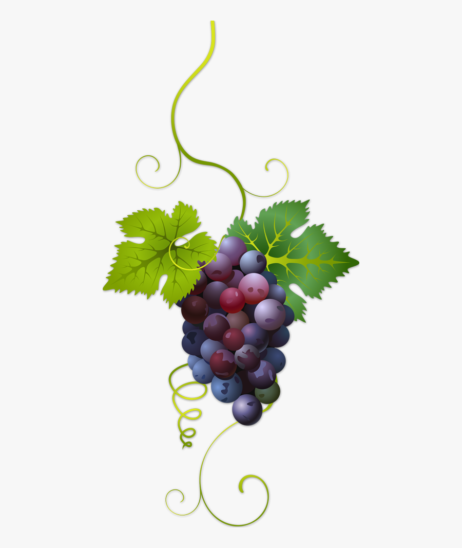Transparent Background Grapes Png, Transparent Clipart