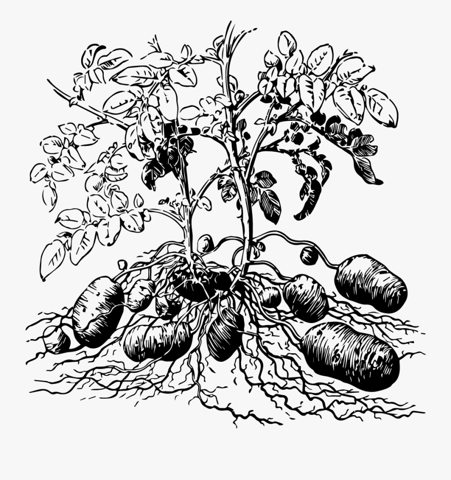Potato Plant Black And White, Transparent Clipart
