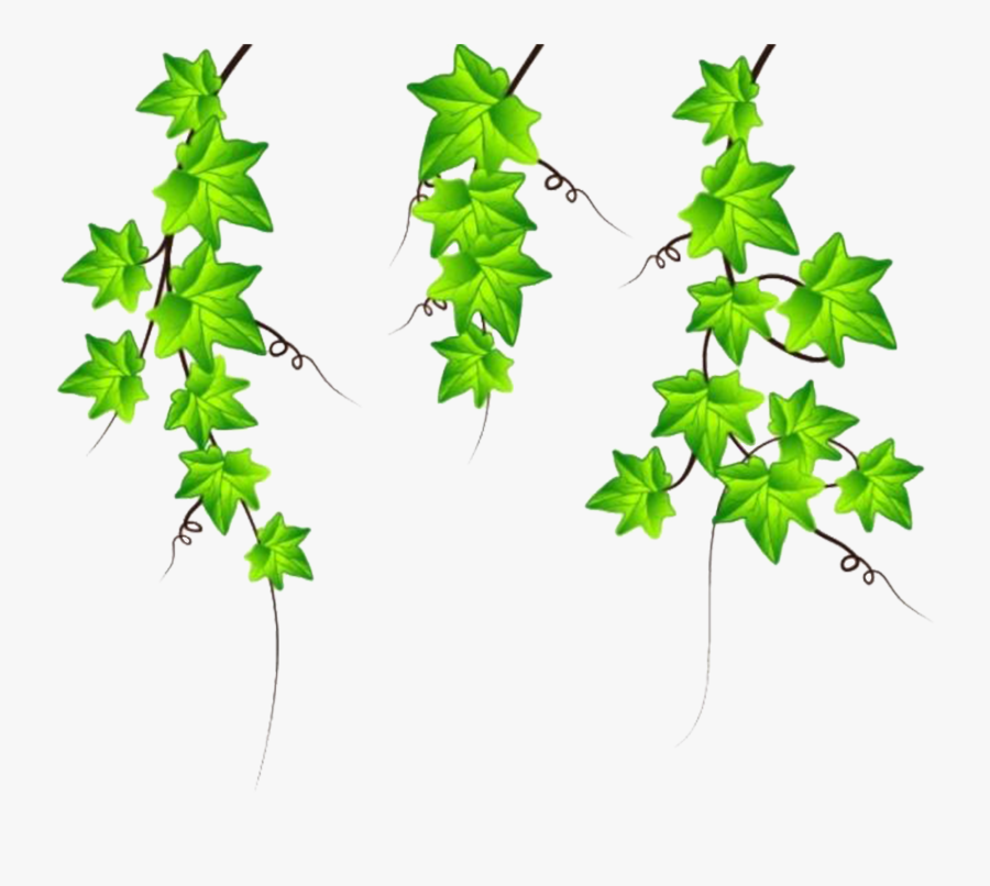 Ivy Clipart Vine - Drawing Ivy Vines, Transparent Clipart