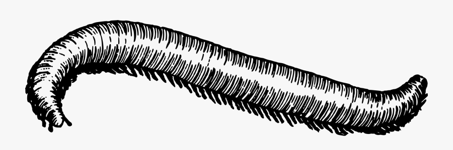 Millipedes Computer Icons Drawing Centipedes Spirostreptus - Millipede Black And White, Transparent Clipart