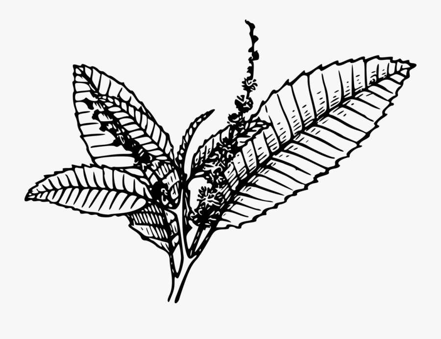 Grapevine Clipart - Tobacco Black And White, Transparent Clipart