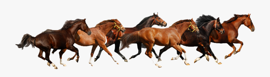 Haflinger American Paint Miniature - Herd Of Horses Png, Transparent Clipart