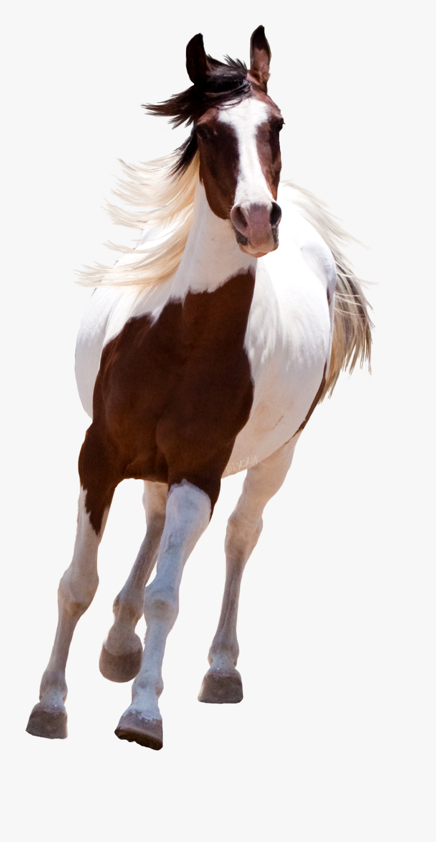 Running Png R No - Picsart Horse Png Hd, Transparent Clipart