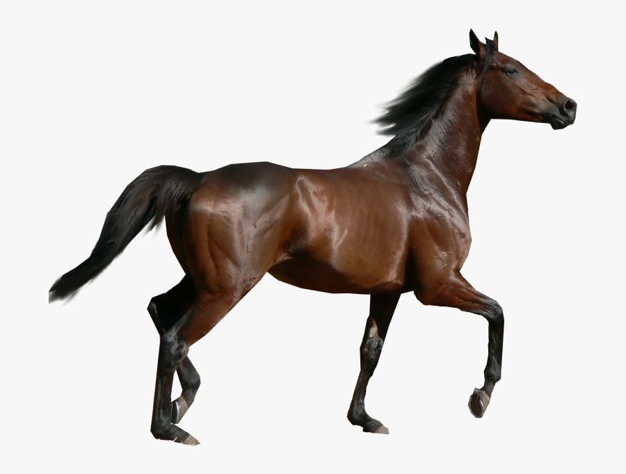 Horses Clipart Transparent Background - Horse Png, Transparent Clipart