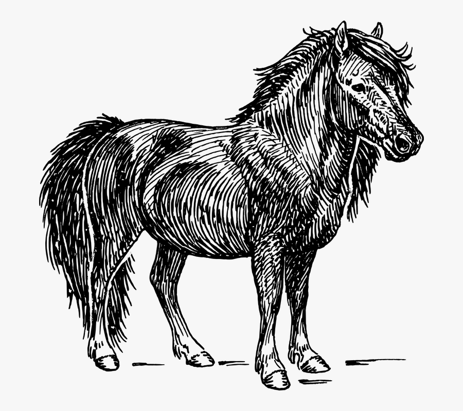 Pony, Horse, Animal, Biology, Mammal, Pet, Zoology - Pumpkins And Ponies, Transparent Clipart