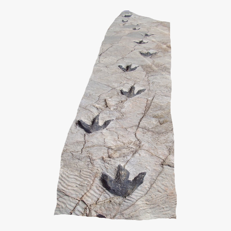 Reproduction Of Dinosaur Footprints In Science Museum - Dinosaur Footprint In Snow, Transparent Clipart