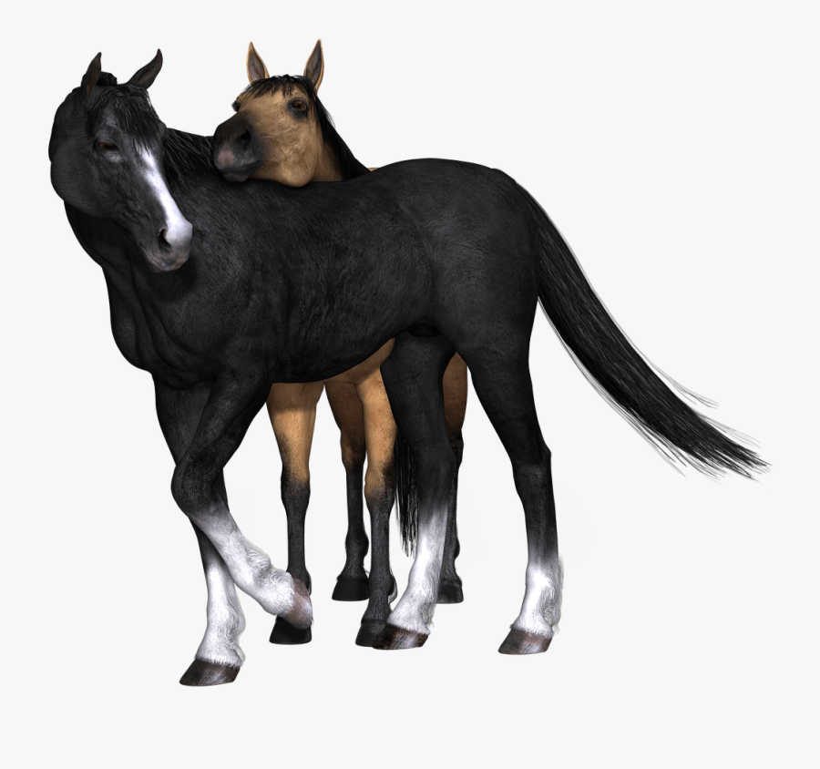 Image Transparent Stock Black Horse Looking Back - Brown And Black Horse Png, Transparent Clipart