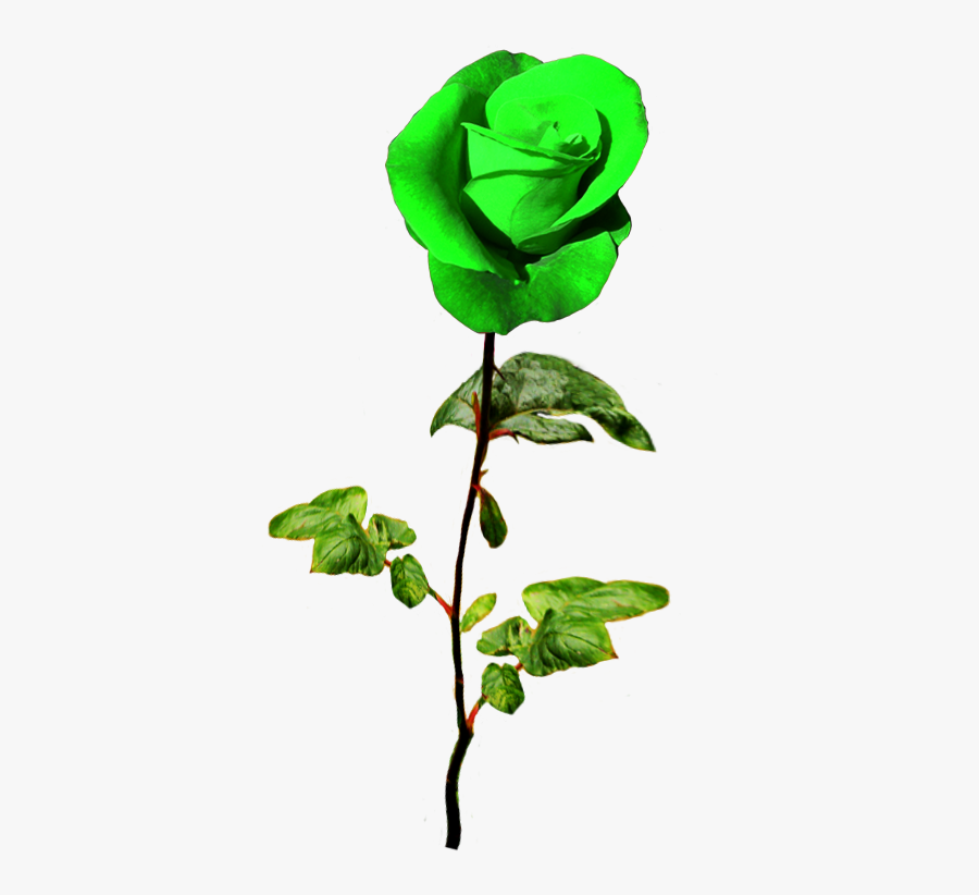 Patrick"s Day Green Rose - Natural Rose Flower Png, Transparent Clipart
