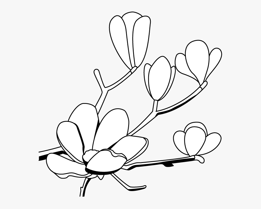 Magnolia Flower Clip Art - Free Magnolia Outline, Transparent Clipart
